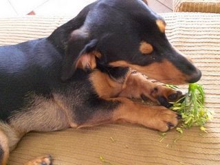 CÃO COMENDO BRÓCOLIS