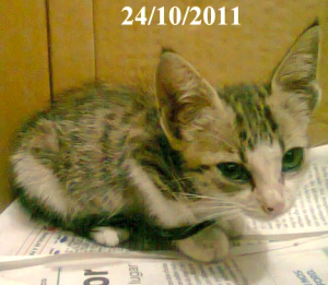 Clark no dia em que foi resgatado, ainda pequeno e magrinho