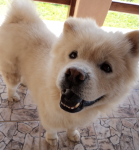 fofao adocao especial