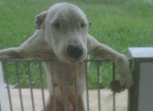 pepino adocao especial