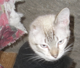 zezinho adocao especial