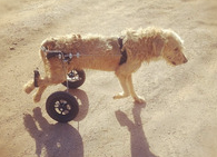 zondinha adocao especial