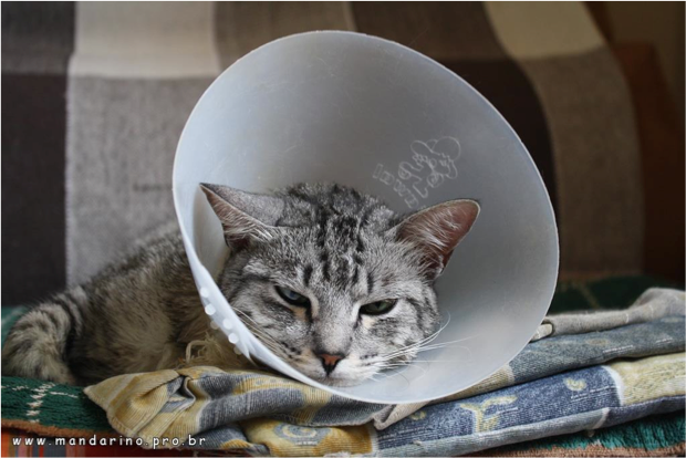 gatinha 3 gatinha com colar abajur