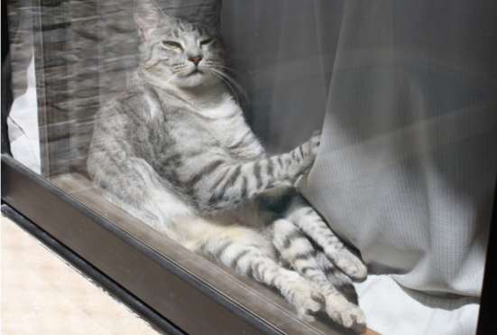 gatinha 4 gata na janela