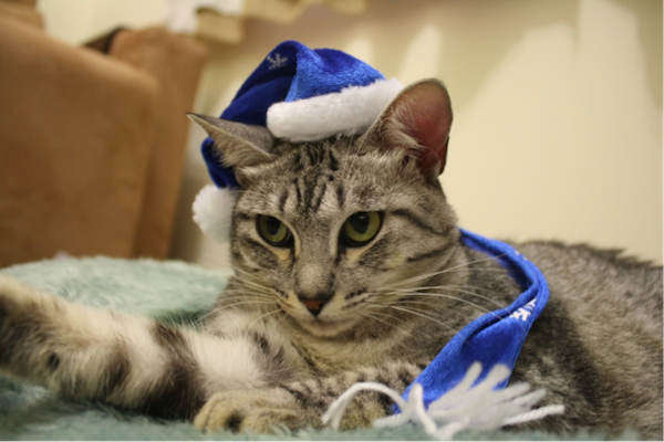 gatinha 5 gatinha natal