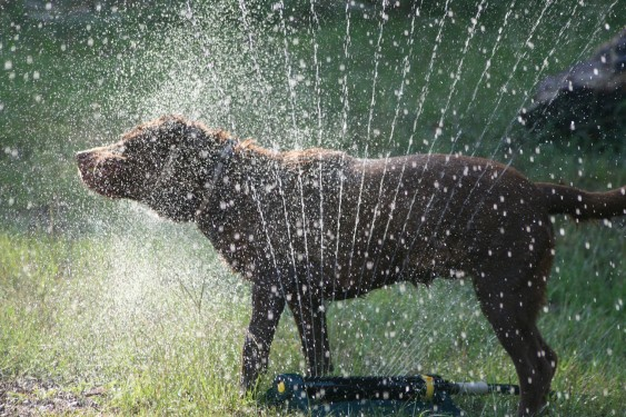 Seis perigos para seu cão durante o verão