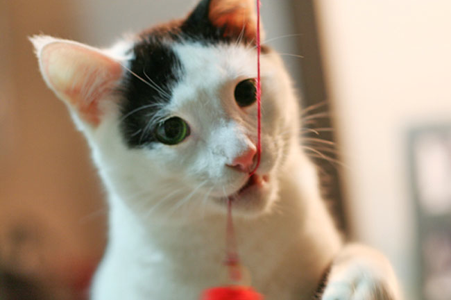 Gato brincando com barbante
