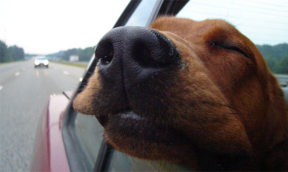 Viajando com seu cão