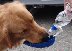 A garrafinha que vira bebedouro