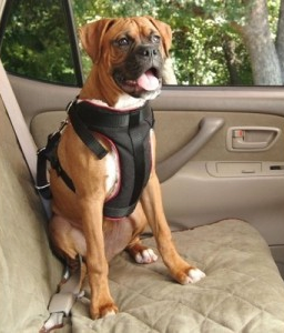Cinto de segurança para viajar com seu cão