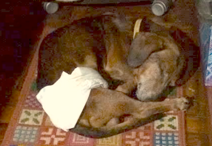 Dino cochilando com sua fraldinha