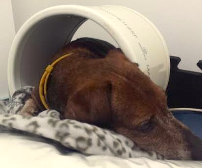 Dino na sessão de fisioterapia