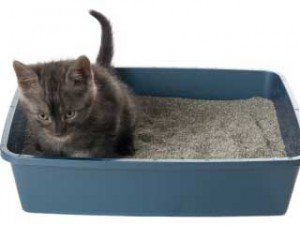 litter box