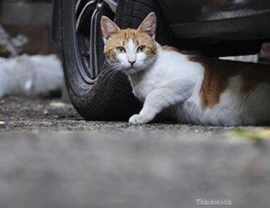 cars-cats-cold-weather-tips