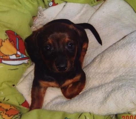 Dino ainda filhotinho