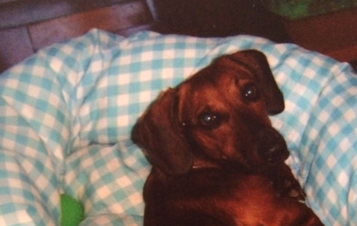 Uma das muitas camas que ele comeu