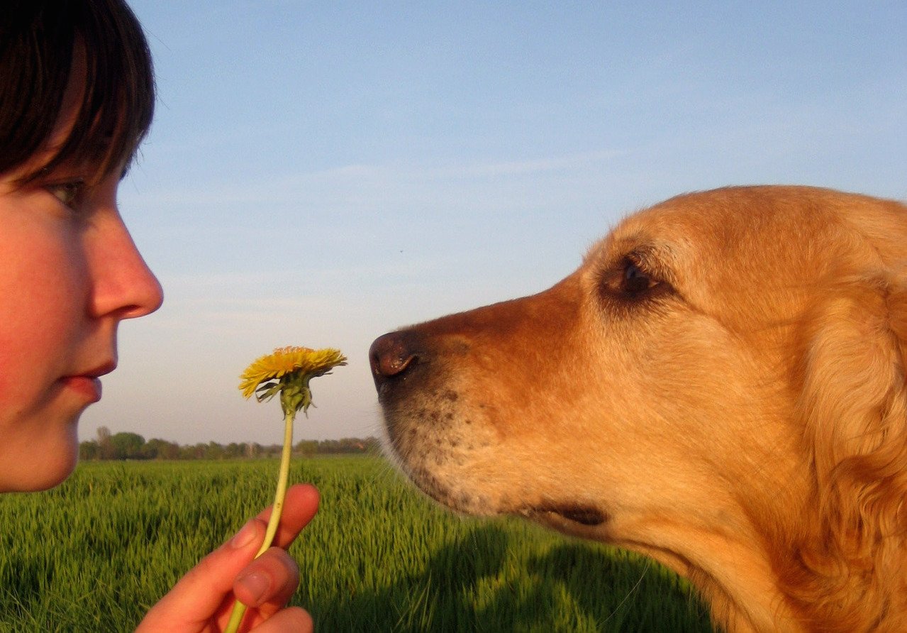 animais cancer de mama