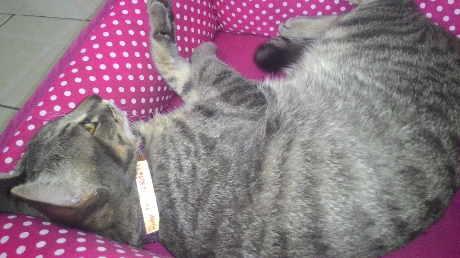 plaquinha de identificação