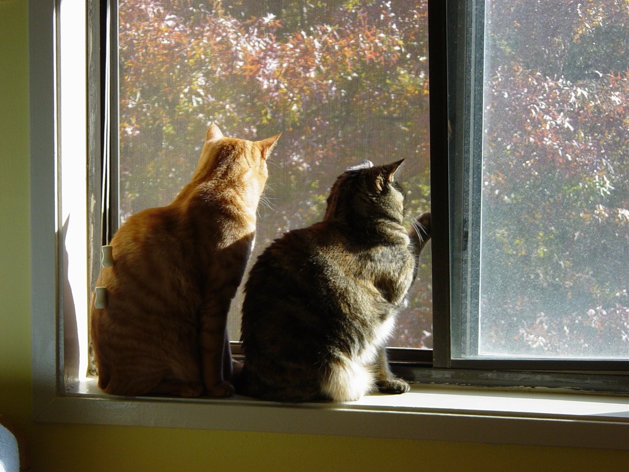 cats-at-the-window-1256628